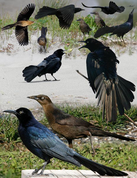 Great-tailed Grackle Quiscalus mexicanus
