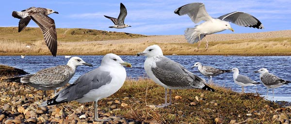 Caspian Gull Larus cachinnans