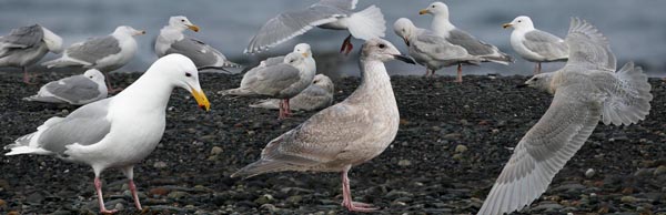 Glaucous-winged Gull Larus glaucescens