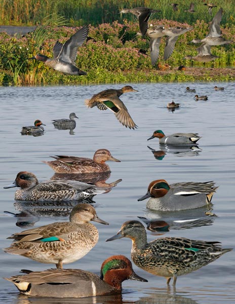 Green-winged Teal Anas crecca