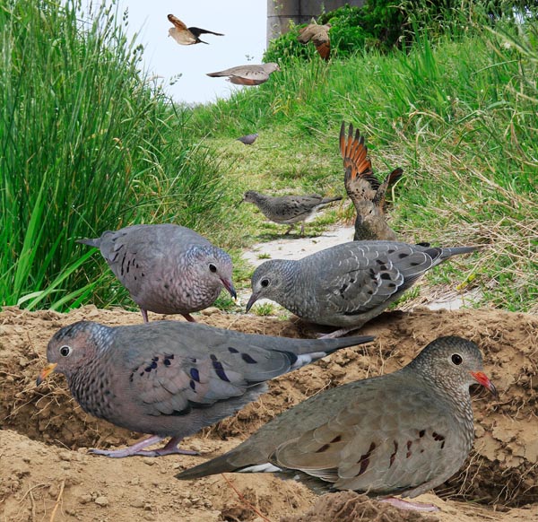 Common Ground-Dove Columbina passerina