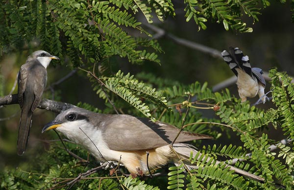 Mangrove Cuckoo Coccyzus minor