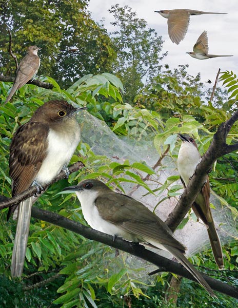 Black-billed Cuckoo Coccyzus erythropthalmus