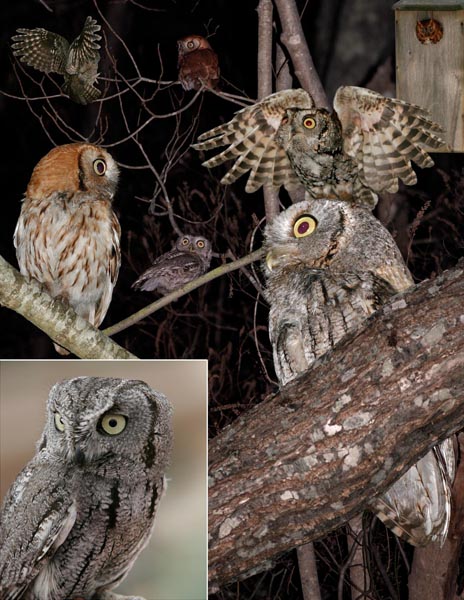Eastern Screech-Owl Megascops asio