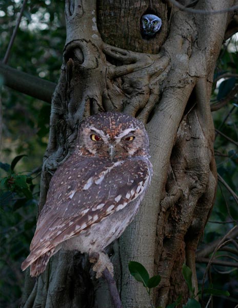 Elf Owl Micrathene whitneyi